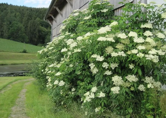 Bauernhof Gschwandnerhof Michelsneukirchen